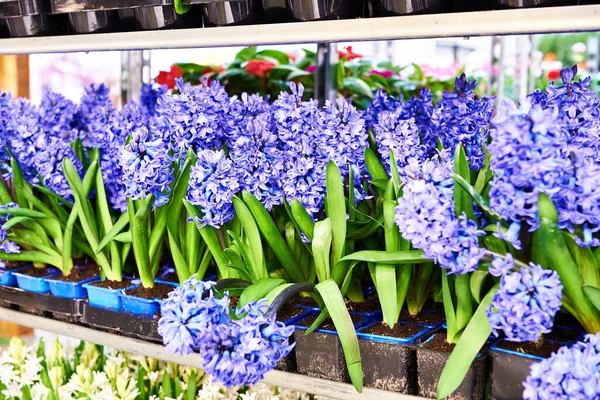 Hyacinths Blue Flowers Shelves Store — Stock Photo, Image