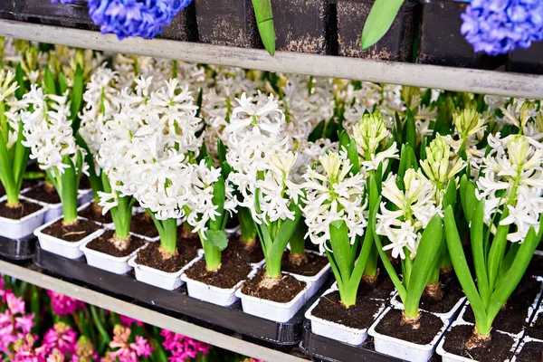 Hyacinths Flowers Shelves Store — Stock Photo, Image