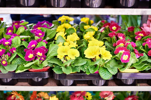 Primrose Flowers Shelves Store — Stock Photo, Image