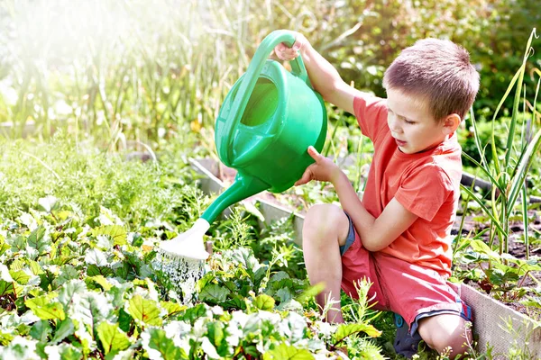 Kleiner Junge Gießt Gemüsegarten — Stockfoto