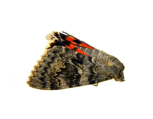 Schmetterling isoliert auf weißem Hintergrund — Stockfoto