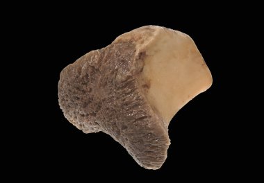 Beyaz arka plan üzerinde izole kemik