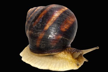 Beyaz arkaplanda izole edilmiş salyangoz