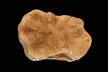 Beyaz arka plan üzerinde izole kemik