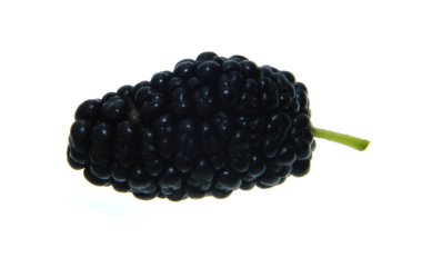 Dut beyaz arkaplanda izole edilmiş