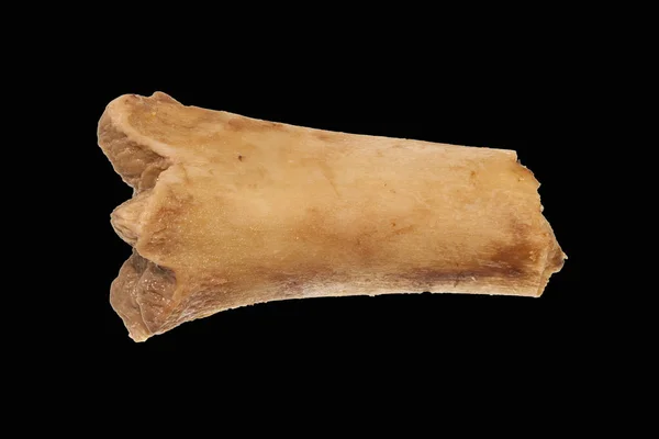 Кістка ізольована на білому тлі — стокове фото