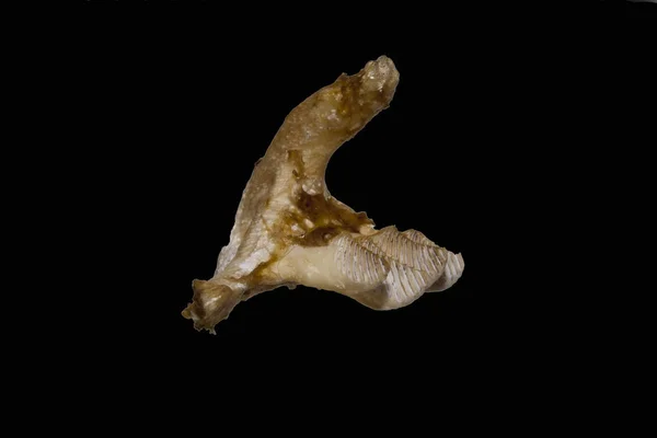 흰 배경에서 분리 된 오래 된 치아 — 스톡 사진