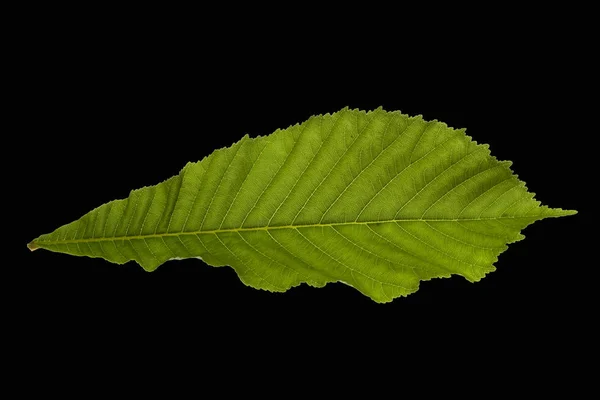 Beyaz arkaplanda yeşil yaprak izole edildi — Stok fotoğraf