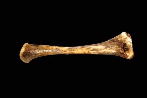 Beyaz arka plan üzerinde izole kemik