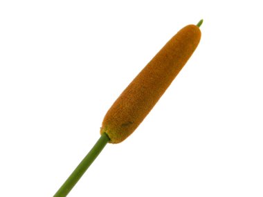 sazlık beyaz arkaplanda izole edildi