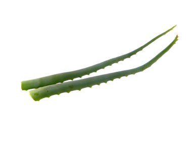 Aloe beyaz arkaplanda izole edildi