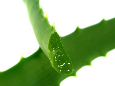 Aloe beyaz arkaplanda izole edildi