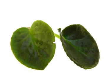 Beyaz arkaplanda yeşil yaprak izole edildi