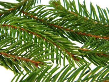 Beyaz arkaplanda izole edilmiş noel ağacı dalı