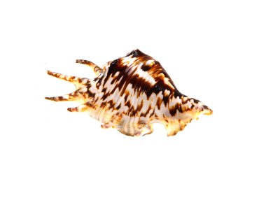 Beyaz arkaplanda deniz kabuğu izole