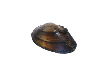 Beyaz arkaplanda deniz kabuğu izole