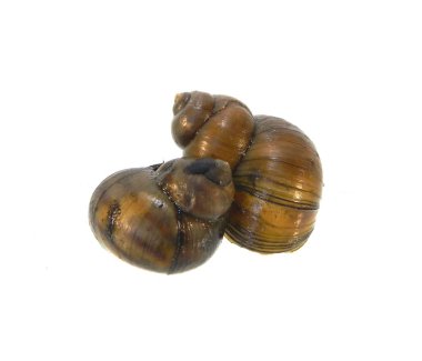 Beyaz arkaplanda deniz kabuğu izole