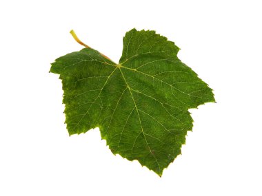 Beyaz arkaplanda yeşil yaprak izole edildi