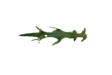 Dikenli çiçek beyaz arkaplanda izole