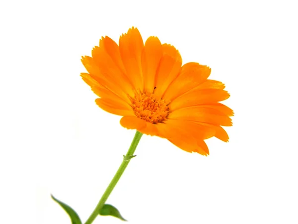 Blume isoliert auf weißem Hintergrund — Stockfoto