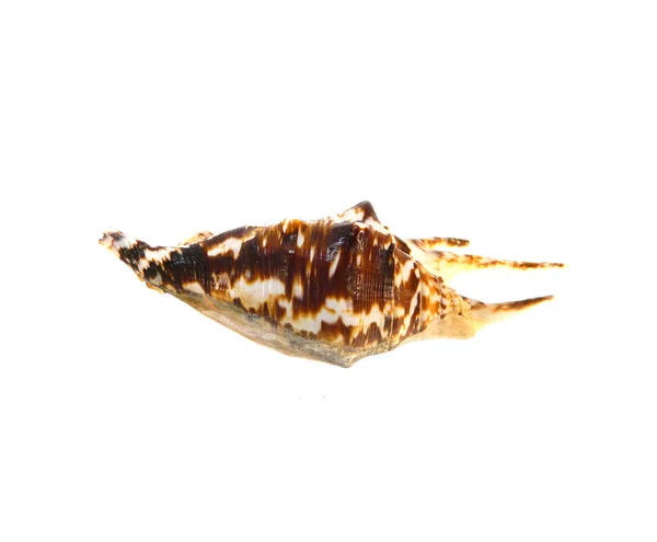 Concha isolada sobre fundo branco — Fotografia de Stock