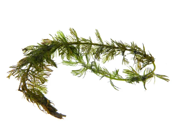 Seaweed isolated on white background — Stock Photo, Image