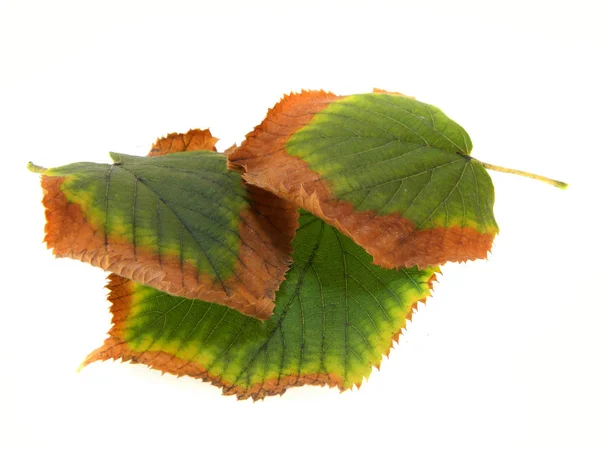 Hoja verde aislada sobre fondo blanco — Foto de Stock