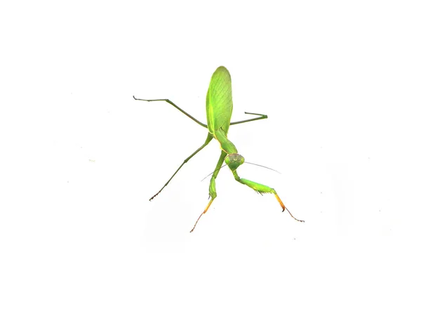 Praying mantis isolated on white background — Stock Photo, Image