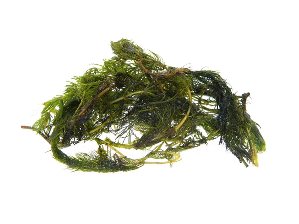Seaweed isolated on white background — Stock Photo, Image