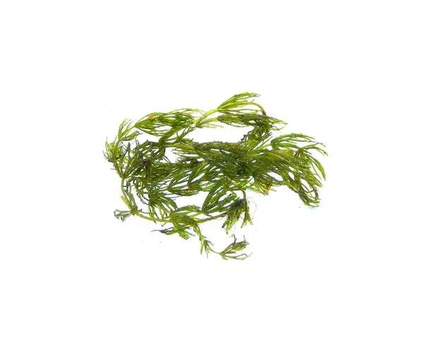 Seaweed isolated on white background — Stock Photo, Image