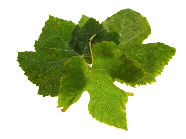 Hoja verde aislada sobre fondo blanco —  Fotos de Stock