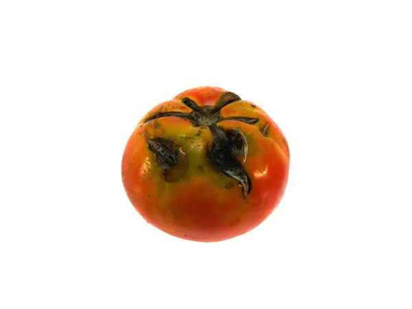 Tomato isolated on white background — Stock Photo, Image