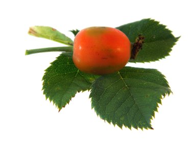 Rosehip beyaz arkaplanda izole edildi