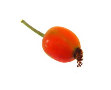 Rosehip beyaz arkaplanda izole edildi