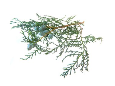 thuja beyaz arkaplanda izole