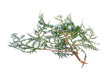 thuja beyaz arkaplanda izole