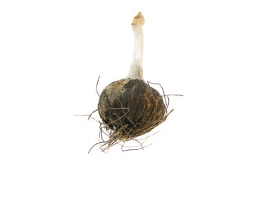 Beyaz arkaplanda sarımsak izole edilmiş.