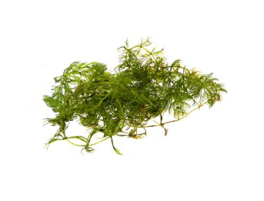 Beyaz arkaplanda yosun izole edilmiş