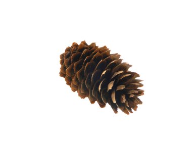 tümsek beyaz arkaplanda izole edildi