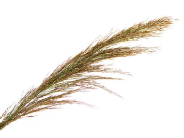 Beyaz arkaplanda sazlıklar izole edildi