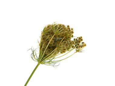 Beyaz arka plan üzerinde izole kır çiçekleri