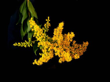 Beyaz arka plan üzerinde izole kır çiçekleri