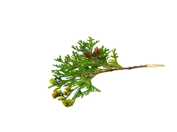 Thuja beyaz arkaplanda izole — Stok fotoğraf