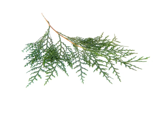 Thuja isolado no fundo branco — Fotografia de Stock