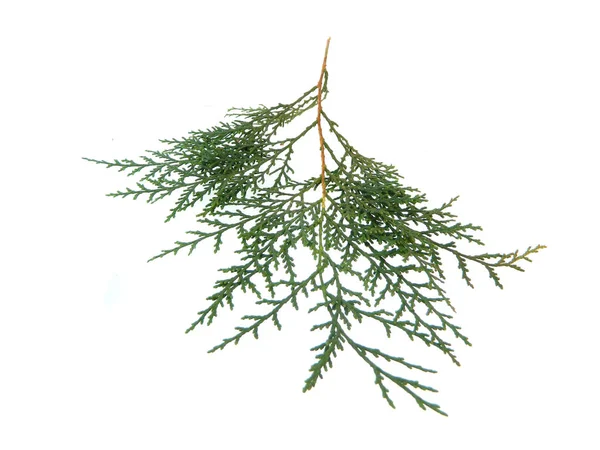 Thuja isolé sur fond blanc — Photo