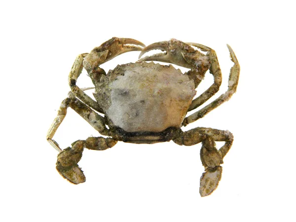 Crab isolated on white background — Stock Photo, Image