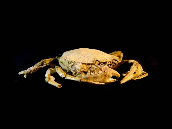 Crab isolated on black background — Stock Photo, Image