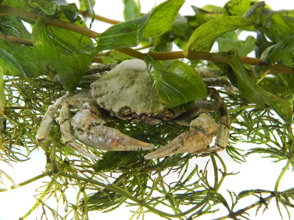 Zeewier geïsoleerd op witte achtergrond — Stockfoto