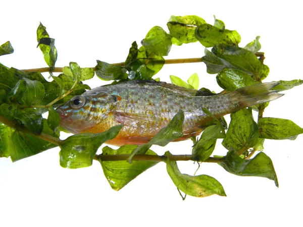 Vis geïsoleerd op witte achtergrond — Stockfoto