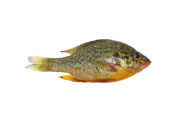 Fisk isolerad på vit bakgrund — Stockfoto